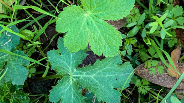 Sanicula crassicaulis Pacific sanicle, Sanicula crassicaulis
