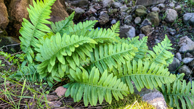 Polypodium californicum California Polypody, Polypodium californicum