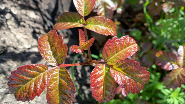 Toxicodendron diversilobum Pacific Poison Oak, Toxicodendron diversilobum