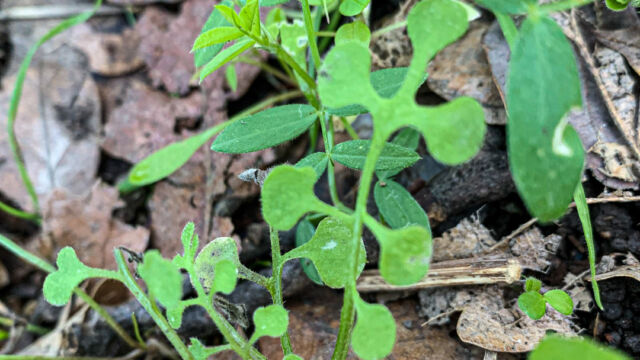 Nemophila heterophylla. LOTS of leaves of this, there will be hillsides of blossoms soon Canyon nemophila, Nemophila heterophylla
