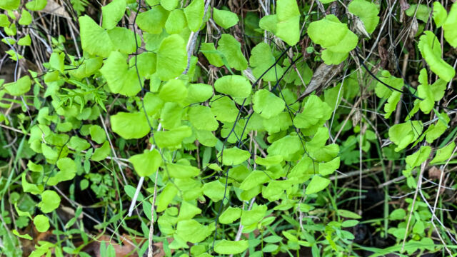 Adiantum jordanii California Maidenhair Fern
