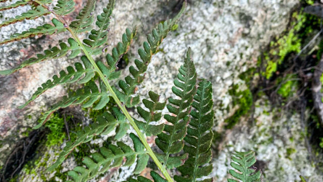 Pteridium aquilinum pubescens Hairy brackenfern, Pteridium aquilinum pubescens