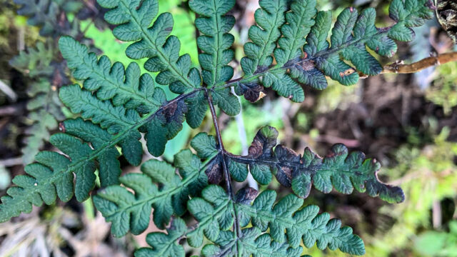 Pentagramma triangularis Gold back fern, Pentagramma triangularis