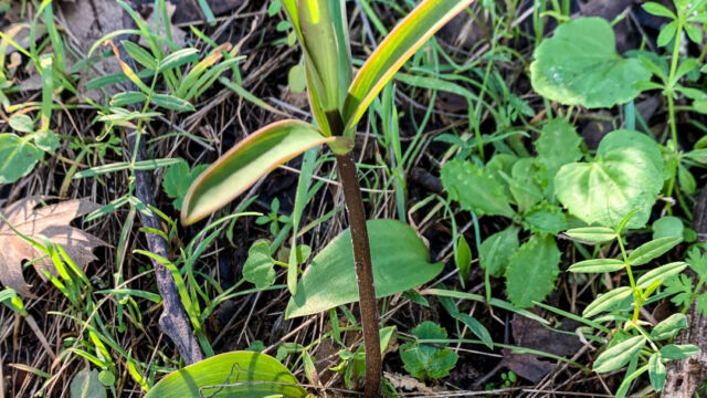 Fritillaria affinis. Leaves and a flower stalk getting ready to bloom Checker Lily, Fritillaria affinis