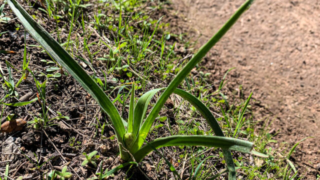 Toxicoscordion fremontii. Getting ready to send up a flower stalk Fremont's Deathcamas, Toxicoscordion fremontii