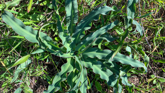 Chlorogalum pomeridianum. Lots of these distinctive plants Wavy-leafed Soap Plant, Chlorogalum pomeridianum