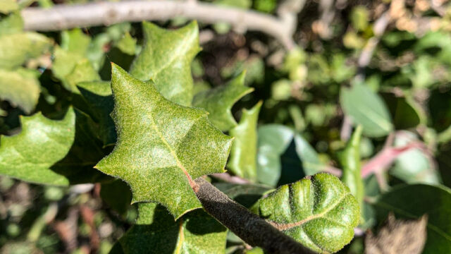 Quercus berberidifolia Inland scrub oak, Quercus berberidifolia
