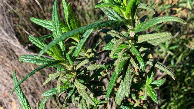 Diplacus aurantiacus Sticky monkeyflower, Diplacus aurantiacus