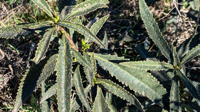 Eriodictyon californicum California Yerba Santa, Eriodictyon californicum