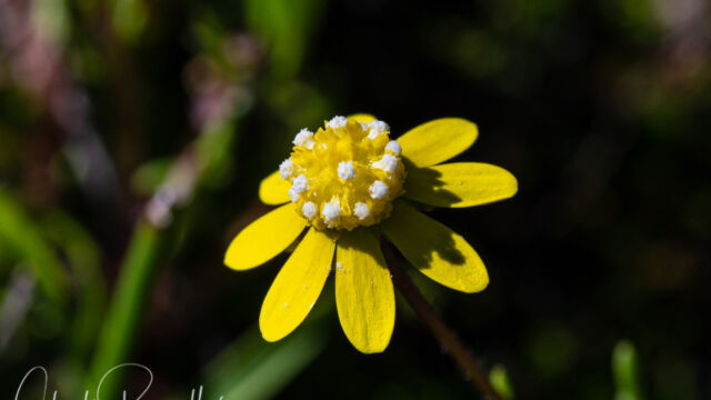 Blennosperma nanum var. nanum Yellow carpet, Blennosperma nanum var. nanum