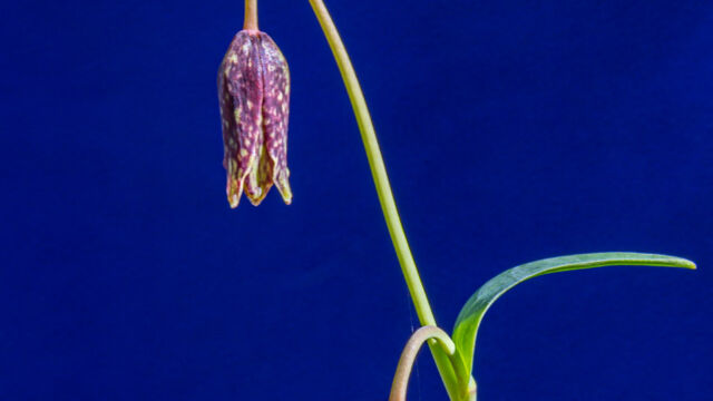 Fritillaria affinis Checker Lily, Fritillaria affinis