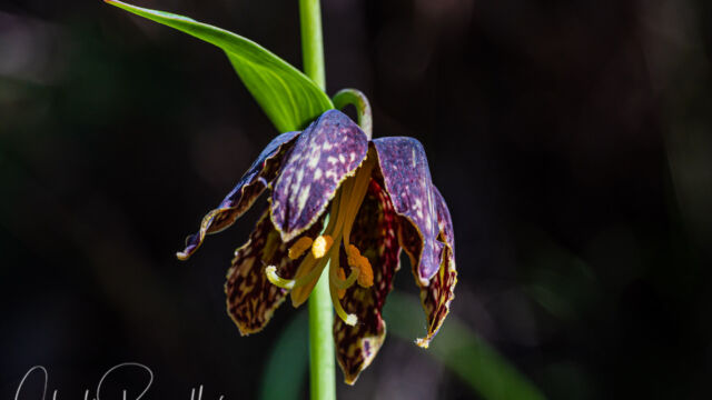 Fritillaria affinis Checker Lily, Fritillaria affinis