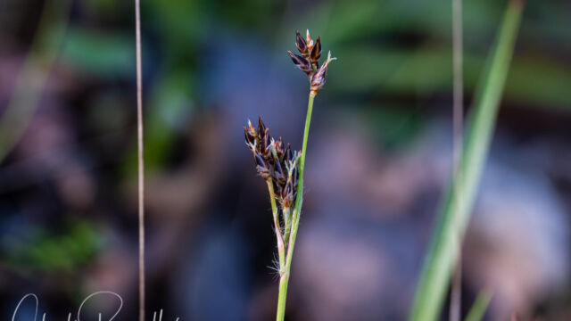 Luzula comosa Pacific woodrush, Luzula comosa