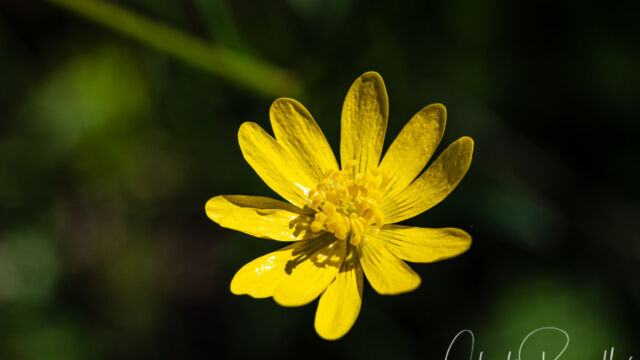 Ranunculus californicus California buttercup, Ranunculus californicus