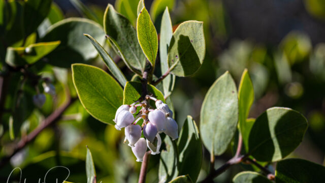 Arctostaphylos manzanita ssp. manzanita Common Manzanita, Arctostaphylos manzanita ssp. manzanita