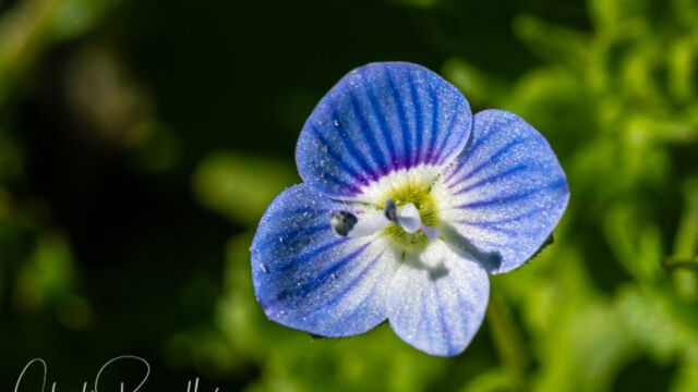 Veronica persica (non-native) Persian speedwell, Veronica persica (non-native)