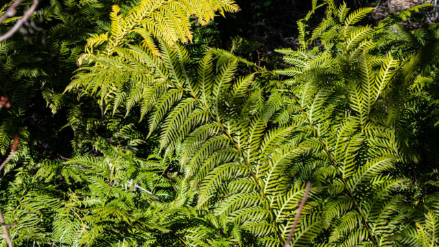 Woodwardia fimbriata Giant Chain Fern, Woodwardia fimbriata