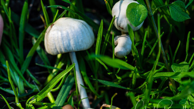 Panaeolus antillarum Mushroom, Panaeolus antillarum