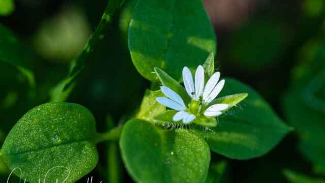 Stellaria media (non-native) Chickweed, Stellaria media (non-native)