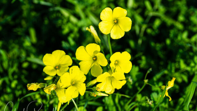 Oxalis pes-caprae (non-native, major pest) Bermuda buttercup, Oxalis pes-caprae (non-native, major pest)