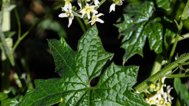Marah fabacea California man-root, Marah fabacea