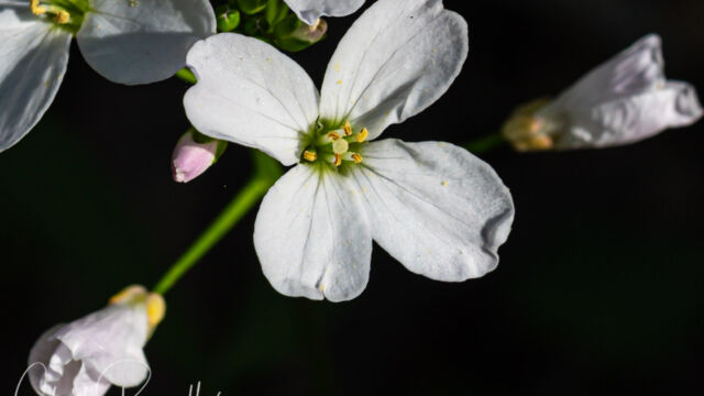 Cardamine californica Milkmaids, Cardamine californica