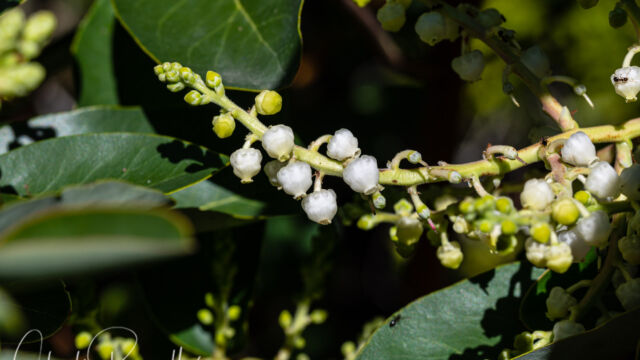 Arbutus menziesii Pacific madrone, Arbutus menziesii
