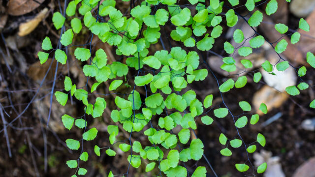 Adiantum jordanii California maidenhair fern, Adiantum jordanii