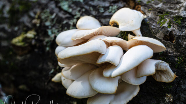 Pleurotus ostreatus Oyster Mushroom, Pleurotus ostreatus