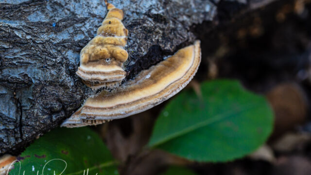 Trametes sp. Mushroom, Trametes sp.