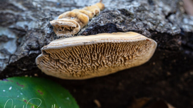 Trametes sp. Trametes sp.