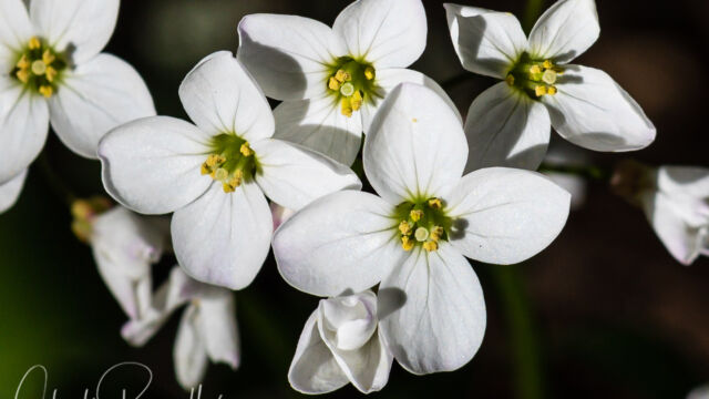 Cardamine californica Milkmaids, Cardamine californica