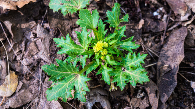 Sanicula laciniata Coast sanicle, Sanicula laciniata