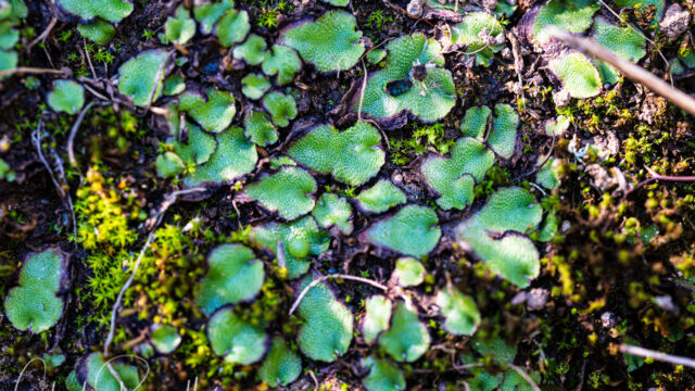 Asterella sp. Starwort, Asterella sp.
