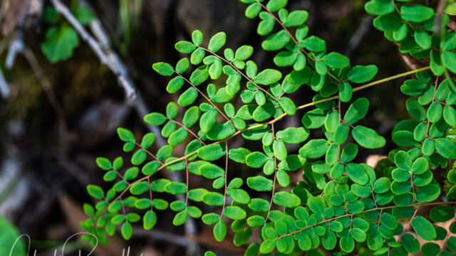 Pellaea andromedifolia Coffee fern, Pellaea andromedifolia