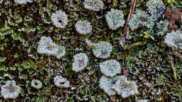 Cladonia sp. Pixie Cup Lichen, Cladonia sp.