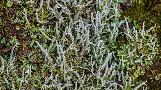 Cladonia sp. Pixie Cup Lichen, Cladonia sp.