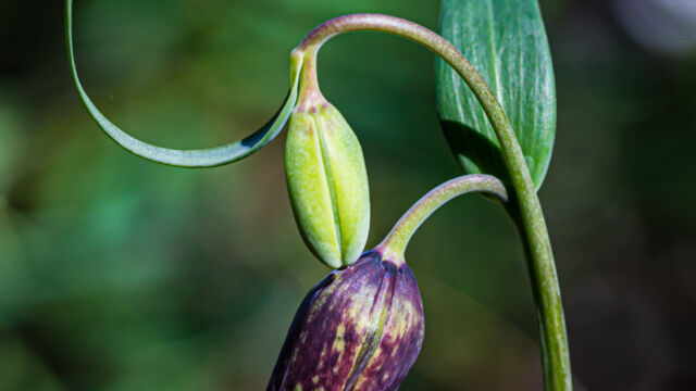 Fritillaria affinis Checker Lily, Fritillaria affinis
