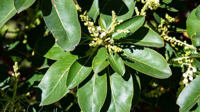 Arbutus menziesii Pacific madrone, Arbutus menziesii
