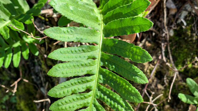 Polypodium californicum (front) California Polypody, Polypodium californicum (front)