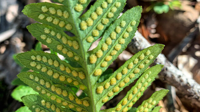 Polypodium californicum (back) California Polypody, Polypodium californicum (back)