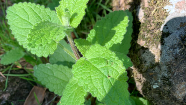 Stachys rigida Rough hedgenettle, Stachys rigida