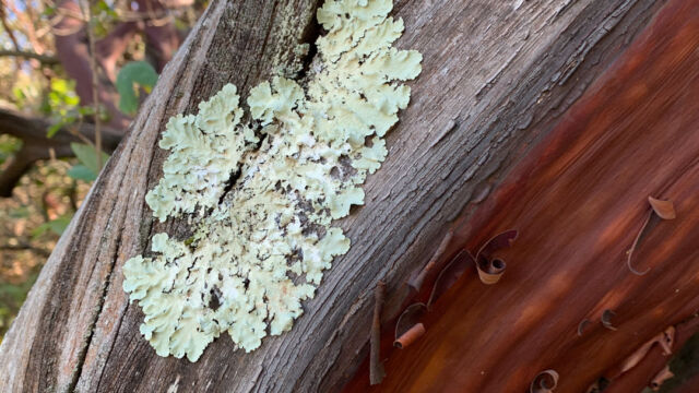 Flavoparmelia caperata Common Greenshield Lichen, Flavoparmelia caperata