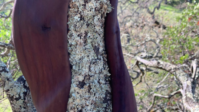 Flavopunctelia flaventior, on Manzanita Speckled Greenshield, Flavopunctelia flaventior