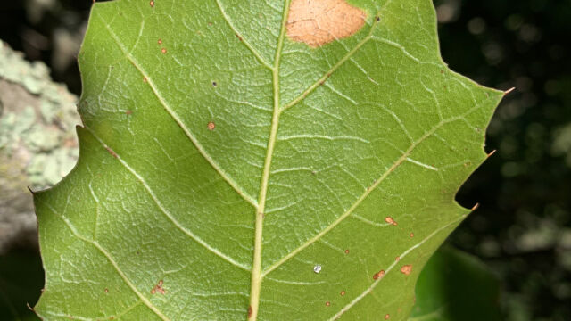 Quercus wislizeni Interior Live Oak, Quercus wislizeni