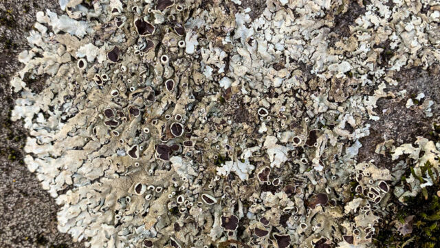 Xanthoparmelia sp. Rock Shield Lichen, Xanthoparmelia sp