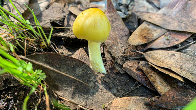 Bolbitius titubans Yellow Fieldcap, Bolbitius titubans