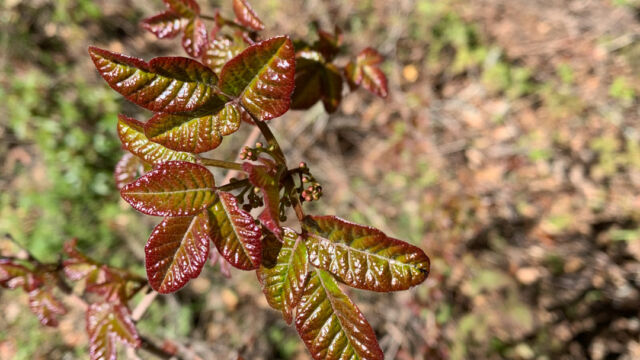 Toxicodendron diversilobum. LOTS of it on this trail Poison oak, Toxicodendron diversilobum