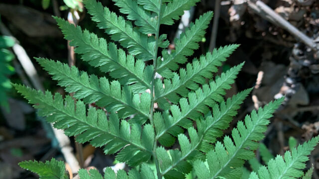 Dryopteris arguta (back) Coastal wood fern, Dryopteris arguta (back)