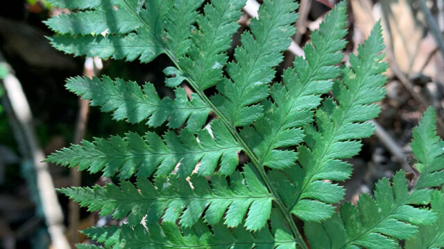 Dryopteris arguta (front) Coastal wood fern, Dryopteris arguta (front)
